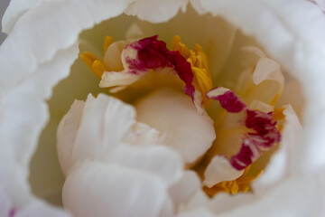 The centre of a peony flower