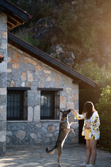 Fototapeta premium A young woman trains her dog to jump in a sunlit summer garden with a stone house