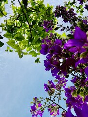 Photographing Flowers from Below Against the Sky