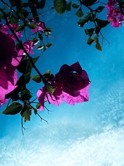 Photographing Flowers from Below Against the Sky