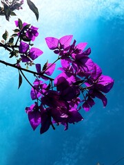 Photographing Flowers from Below Against the Sky