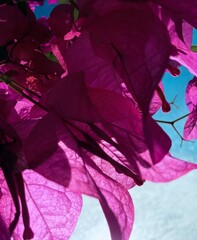 Photographing Flowers from Below Against the Sky