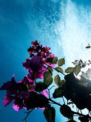 Photographing Flowers from Below Against the Sky