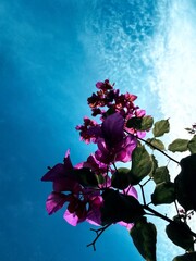 Photographing Flowers from Below Against the Sky