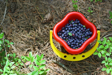 Children's bucket with blueberries.