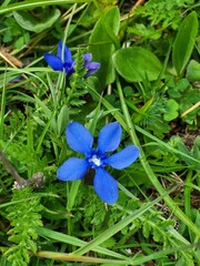 Fiore blu