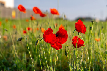 Red poppies growing in a sunny meadow. A natural summer landscape.
