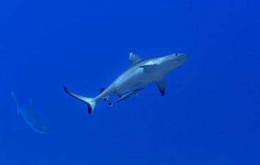 Oceanic whitetip sharks swimming in the blue waters of the Maldives.