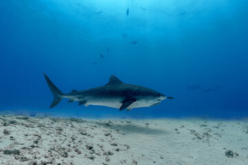 Fototapeta premium Elegant tiger shark swimming on a sandy bottom in the Maldives.