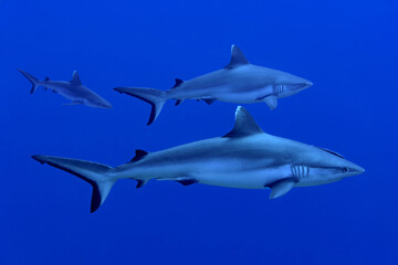 Obraz premium Oceanic whitetip sharks swimming in the blue waters of the Maldives.
