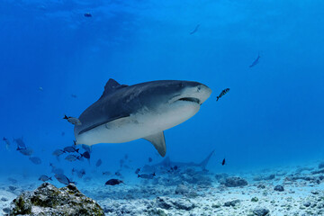 Elegant tiger shark swimming on a sandy bottom in the Maldives.