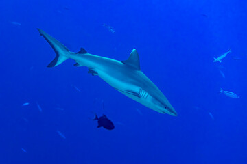 Fototapeta premium Oceanic whitetip sharks swimming in the blue waters of the Maldives.