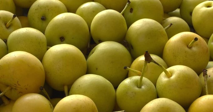 Homegrown Asian pears. Hosui variety, juicy and sweet. Table spin.