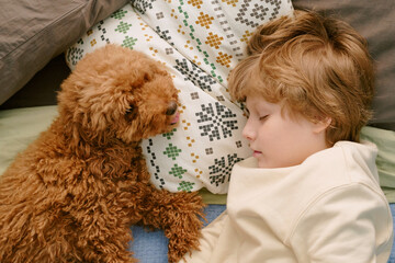 Caucasian child lying on bed sleeping next to fluffy brown dog, showing peaceful interaction between young boy and first pet at home, close up indoor scene