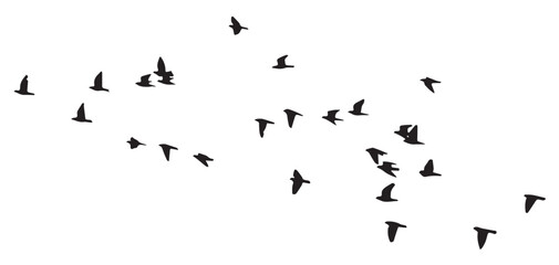 flock of birds