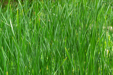green grass background
