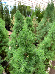 The beauty of nature is captured in vivid scenes: flowering trees, lush evergreens and wildflowers against the backdrop of the urban landscape. Ideal for botanical photography.  Summer mood
