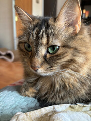 A beautiful multicolored kitty with bright big green eyes. He lies there purring and resting. Photography for interior design, postcards, websites. Very affectionate cat. Meow