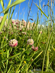 The beauty of nature is captured in vivid scenes: flowering trees, lush evergreens and wildflowers against the backdrop of the urban landscape. Ideal for botanical photography.  Summer mood