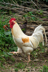 A big white rooster is foraging for food on the grass.