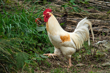 A big white rooster is foraging for food on the grass.