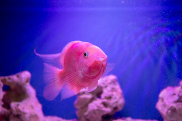 Pink blood parrot cichlid fish swimming in a blue water aquarium, showcasing its vibrant color and unique features in a captivating underwater scene