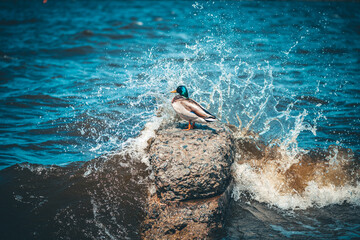 Waves splashing against a rock while a mallard stands gracefully, enjoying a sunny day with vibrant blue water, creating a serene and peaceful atmosphere in nature