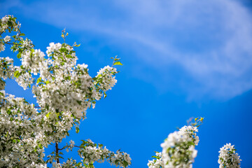 White flowers of an apple tree blooming in spring, creating a natural frame against a clear blue sky with delicate clouds, capturing the essence of renewal and the beauty of nature