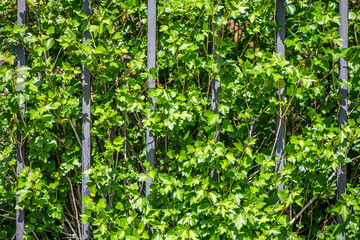 Bright green leaves densely packed together, forming a textured natural backdrop illuminated by sunlight, creating a vibrant and refreshing scene