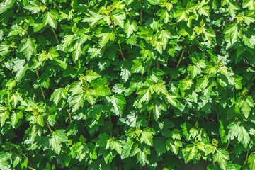 Bright green leaves densely packed together, forming a textured natural backdrop illuminated by sunlight, creating a vibrant and refreshing scene