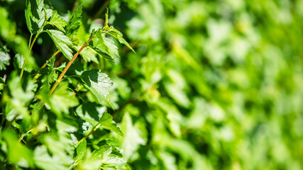 Close-up view of vibrant green leaves forming a dense, natural backdrop, illuminated by sunlight, creating a refreshing and lively atmosphere