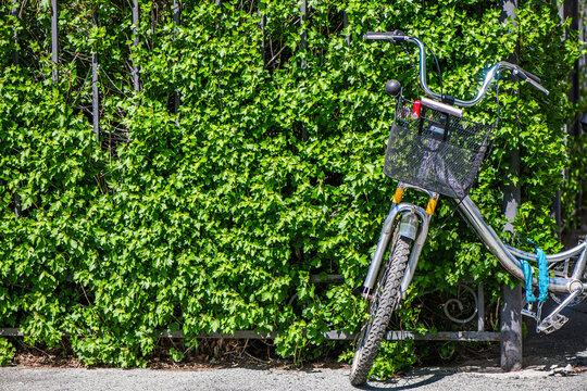 Shiny silver bicycle with basket leaning against a lush green hedge by a metal fence on a sunny day, promoting sustainable transportation and urban cycling