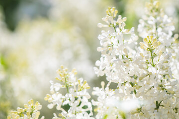 Blooming white lilac flowers fill a garden with vibrant beauty on a sunny spring day, creating a breathtaking display of nature's artistry and fragrance