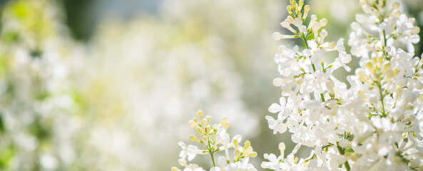 Blooming white lilac flowers fill a garden with vibrant beauty on a sunny spring day, creating a breathtaking display of nature's artistry and fragrance