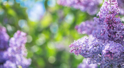 Beautiful lilac flowers are blooming in spring garden, creating a stunning purple background with bokeh effect and soft focus, perfect for nature and floral themes