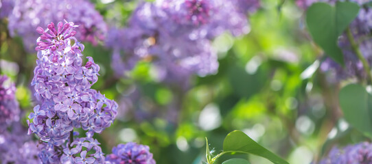 Beautiful lilac flowers are blooming in spring garden, creating a stunning purple background with bokeh effect and soft focus, perfect for nature and floral themes