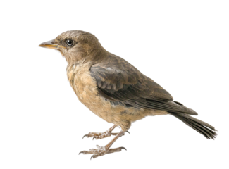 Juvenile brown bird profile view, isolated on transparent background