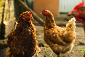Chickens foraging in a farmyard during a sunny afternoon in rural countryside