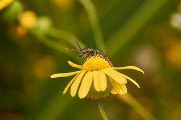 Yellow daisy glowing in green field