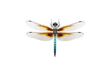 A detailed illustration of a dragonfly with transparent wings and a vibrant blue body. background removed