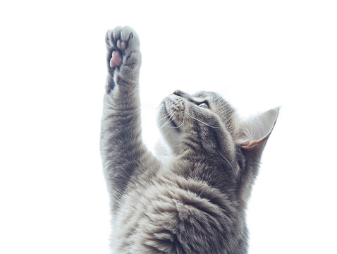 Gray cat reaching upward with paw, isolated on transparent background