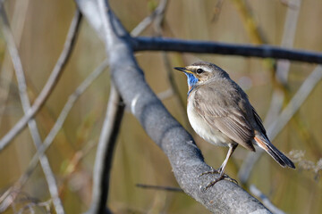 Bluethroat meets the dawn