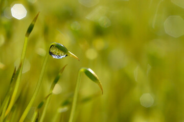 moss and a drop