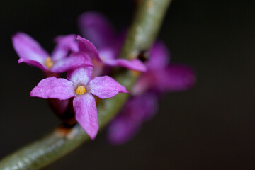 February daphne flower