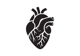 Anatomical Heart Silhouette Black Vector White Background