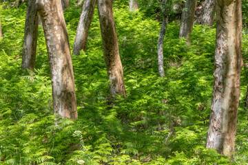 Lush green ferns growing under eucalyptus trees in tapada nacional de mafra, portugal
