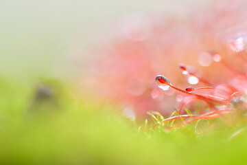 Sundews