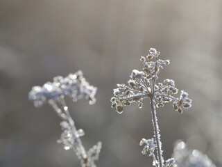 frosty umbel