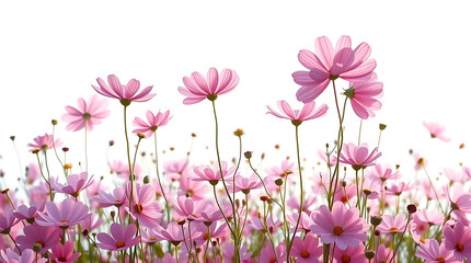 Obraz premium Pink cosmos flowers in a floral arrangement isolated on white or transparent background
