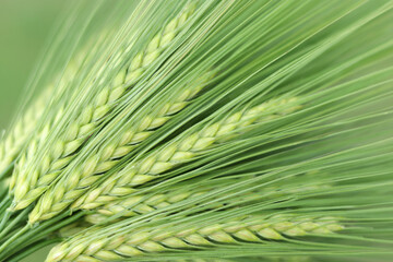 Close-up of green barley ears in spring light, fresh agricultural field background, symbol of...